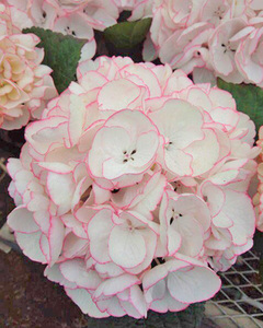 绣球 我亲爱的 ma cherie 满60包邮