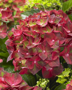 绣球 魔幻红宝石星期二 magical ruby tuesday满60包邮