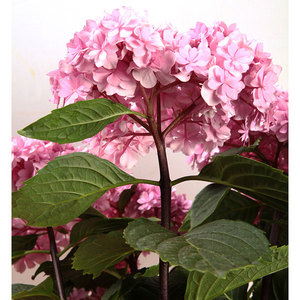 90louis5160淘宝黑美人风神芳醇杜鲁斯彩色梦想 美杜莎波罗的海