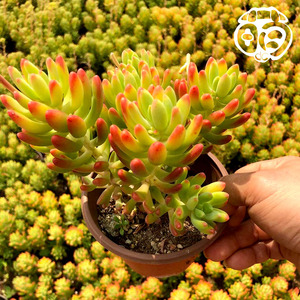 80leimeng5725188淘宝精品萌多肉 春萌缀化 柠檬手指 无砍群生 云南