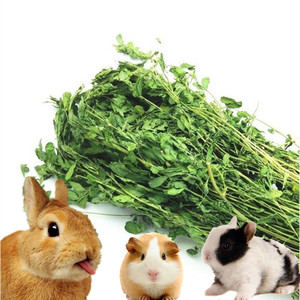 新紫花苜蓿草大麦提摩西荷兰猪豚鼠龙猫牧草宠物兔粮食饲料兔干草