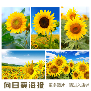 向日葵海报背景画向阳花太阳花玻璃贴纸葵花风景花卉自粘背胶贴画