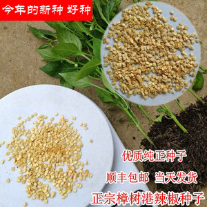 樟树港辣椒种子 湖南樟树港辣椒 湘阴 优质辣椒种子 出牙率高