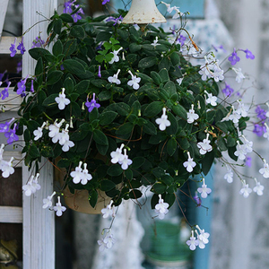 【蓝海豚花盆栽】蓝海豚花盆栽品牌,价格 - 阿里巴巴