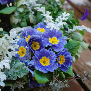 欧洲报春花 多洛库重瓣欧报春玫瑰皱边报春四季樱草【耐寒】