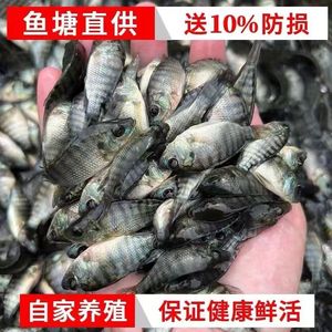 精选罗非鱼鱼苗海南一号罗非鱼苗淡水养殖鱼苗脆肉单性罗非鱼鱼苗