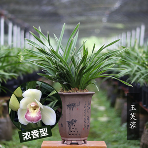玉芙蓉兰花苗金边矮种兰花四季建兰浓香好养室内办公绿植花卉盆栽