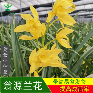 黄金小神童兰花带花苞名贵建兰四季兰宽叶金边兰花神童冠翁源兰花