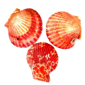 红贝壳扇贝热带鱼缸造景装饰五彩色小石头铺底海水淡水观赏美化