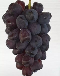 落叶新品种嫁接苗富士之辉葡萄苗庭院阳台四季栽种盆栽黑色大果粒