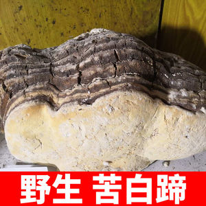 野生苦白蹄 长白山苦白蹄灵芝层孔菌白灵芝 野生灵芝 买5斤送1斤