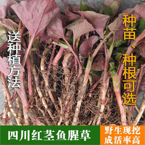 鱼腥草种植苗种苗四川贵州野生折耳根盆栽一年四季种植籽种现挖