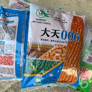 云南大天种业 2千克 大天006 玉米杂交种 玉米种