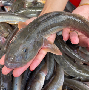 鲜活大沙光鱼推浪鱼新鲜沙逛鱼海鲶鱼海鱼连云港特产小龙鱼
