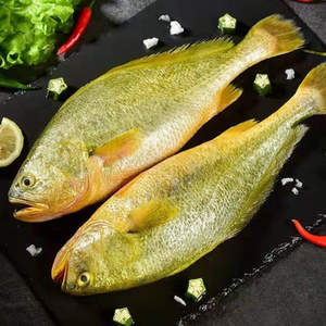 【丹东黄花鱼】丹东黄花鱼品牌,价格 - 阿里巴巴