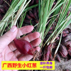 野生小红蒜根中药材滋补红葱通鼻小红蒜红葱头百步还阳血葱1斤