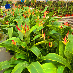 富贵鸟绿植天堂鸟带花苞客厅大型植物北欧开业花卉好养鹤望兰盆栽