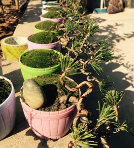 【白皮松造型盆景】白皮松造型盆景品牌,价格 - 阿里巴巴