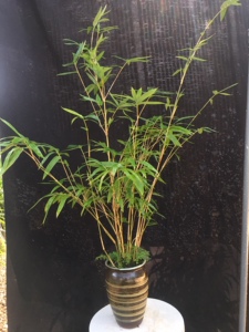 00tb729816459淘宝小琴丝竹孝顺竹子盆栽文人老桩盆景竹苗室内客厅