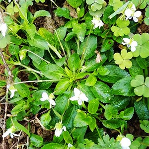 七星莲地白草黄瓜香野菜新鲜养生泡茶煲汤泡酒内服外用野生中药材