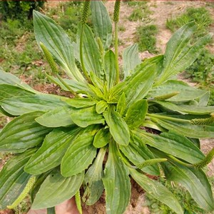 种籽车前草种子野菜种子车前子青猪耳草平车前五根草牛甜菜1人付款4