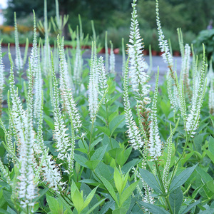 由之花源|现货盆栽 北美腹水草/草本威灵仙耐寒耐热花园花境植物