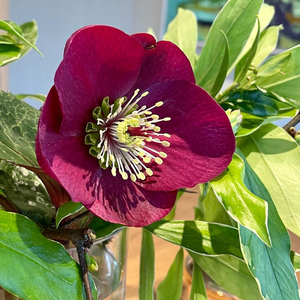 由之花源|12 cm 进口耐寒单瓣铁筷子圣诞玫瑰冬春开花多年生宿根