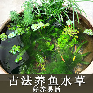 古法养鱼水草懒人净化水质植物造景套餐绿九冠绿菊浮萍生态原生缸