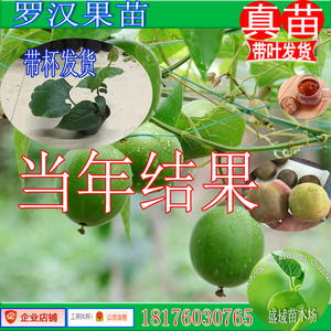 包邮正品罗汉果苗 别名假苦瓜,光果木鳖,金不换,罗汉表