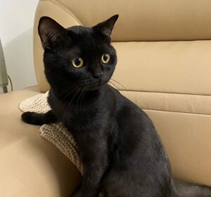 纯黑猫咪黑色猫猫玄猫活物纯种孟买猫德文幼猫活体中华田园猫土猫