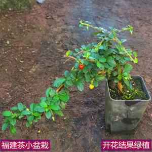 开花结果绿植小盆栽小叶福建茶盆景室内好养喜光小植物桌面禅意