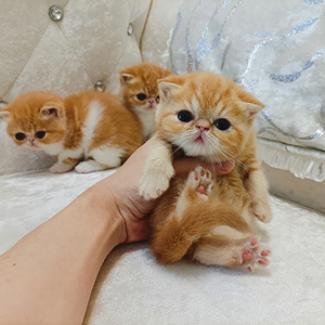 加菲猫异国短毛猫纯种幼崽活体宠物橘色大包子脸矮脚幼猫小奶猫咪