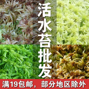 新鲜水苔活水草泥炭藓 食虫植物上等基质现采现发货 兰花专用