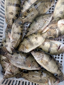 江苏原生态淡水鱼桂鱼新鲜活野生桂鱼鳜鱼自然长桂花鱼季花鳌花鱼