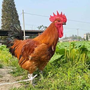 快大型青脚麻鸡珍禽蛋土鸡蛋清远肉鸡蛋鸡30枚包邮