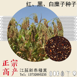 散装红糜子种子 硬糜子黑糜子白糜子稷黍子种子黄米种植种籽包邮