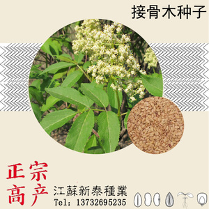 散装接骨木种子 公道老 扦扦活 马尿骚 大接骨丹 续骨树种子包邮