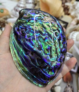 鲍鱼壳打磨去皮自然色彩珍珠光泽收藏摆件鱼缸造景送朋友