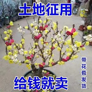 【带花苞】30天开花浓香梅花地栽树苗耐寒腊梅四季开花卉室外绿植