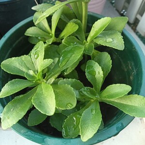 费菜 景天三七 土三七 新鲜 田三七 养心菜马三七带盆种好