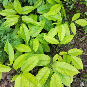 九月黄树苗 五叶木通 黄蜡八八月炸九月瓜野生果树苗15元3棵