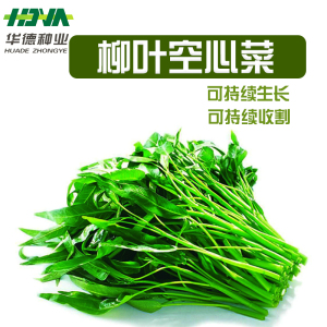 泰国柳叶空心菜种子通心菜青菜空芯菜夏季四季阳台盆栽蔬菜籽包邮图片