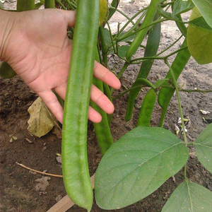 植物豆种子