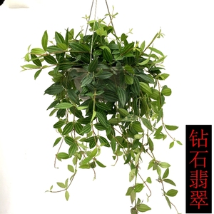 翡翠钻石 桌面小盆栽绿植花卉吊篮叶片清脆欣爱园艺农场在线特价