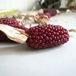 文玩玉米种草莓玉米文玩小紫玉米种籽小种子菩提迷你苞米籽阳台