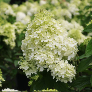 圆锥绣球北极熊木本绣球八仙花阳台庭院花园观花花卉植物2加仑盆