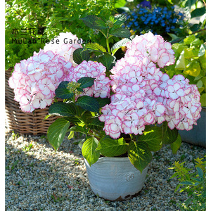 木兰花漫 荷兰绣球鸡尾酒cocktail 14厘米盆栽苗