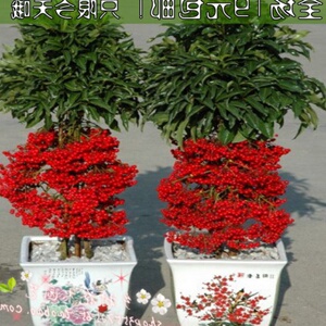盆栽苗冬红果树苗盆栽冬青相思豆鲜花富贵籽盆景果红梅花0人付款16