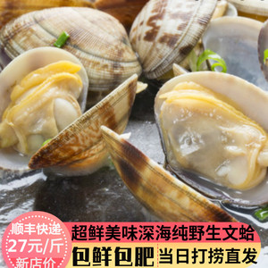 鲜活新鲜花蛤蜊 大连野生无沙海鲜水产文蛤蚶子鲜活500g 贝类花甲