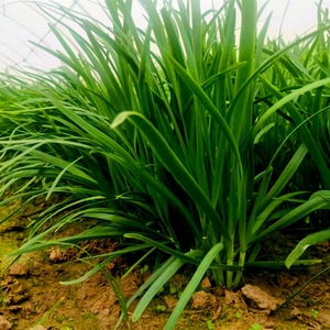 绿领791雪韭香韭菜种籽香味浓郁生长势强四季盆栽耐热寒蔬菜种子